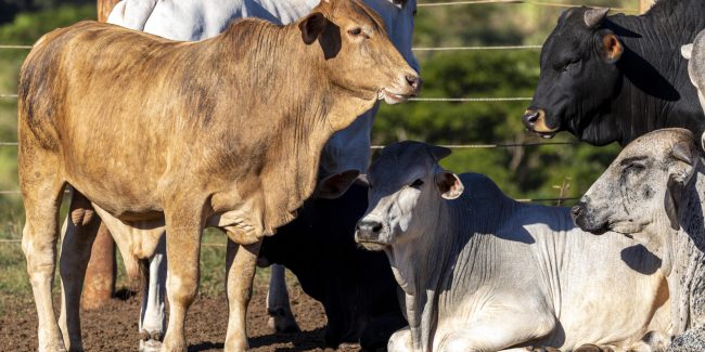 Grupo de vacas no curral