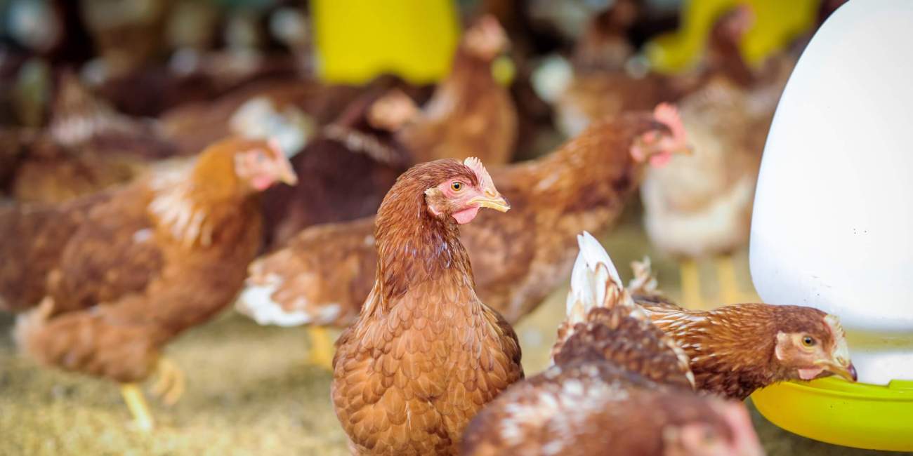 Galinhas de granja comendo em alimentador automatizado